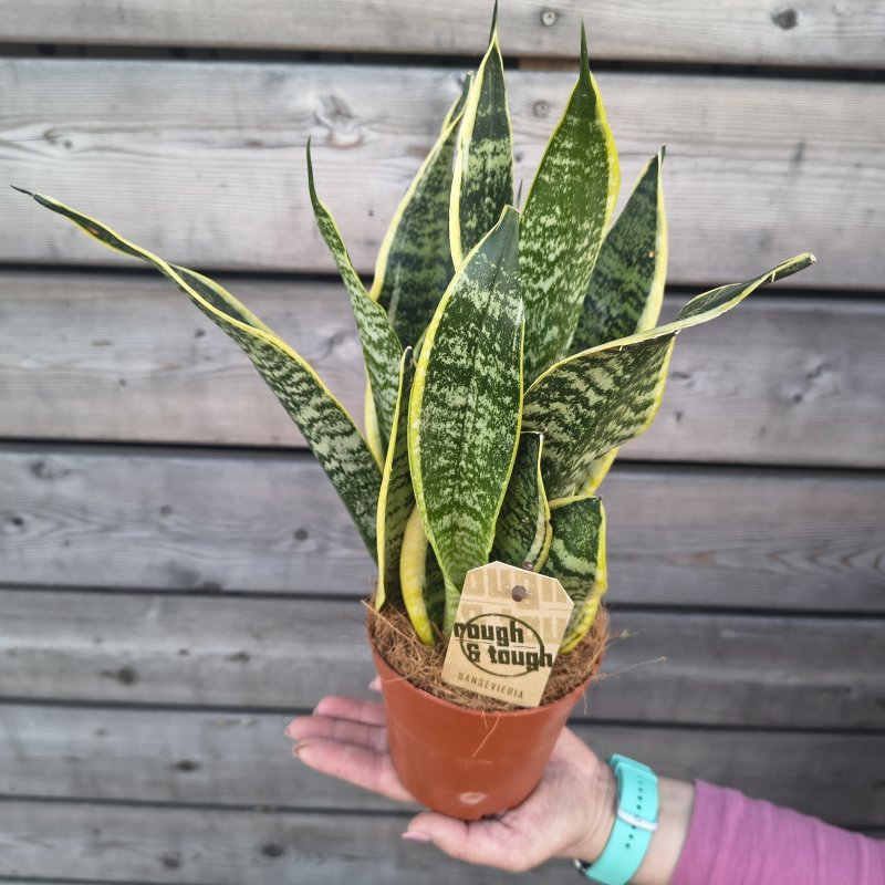 Sansevieria (Svokrin jazyky) ´SUPERBA´ - kont. C1L, výška 20-30 cm